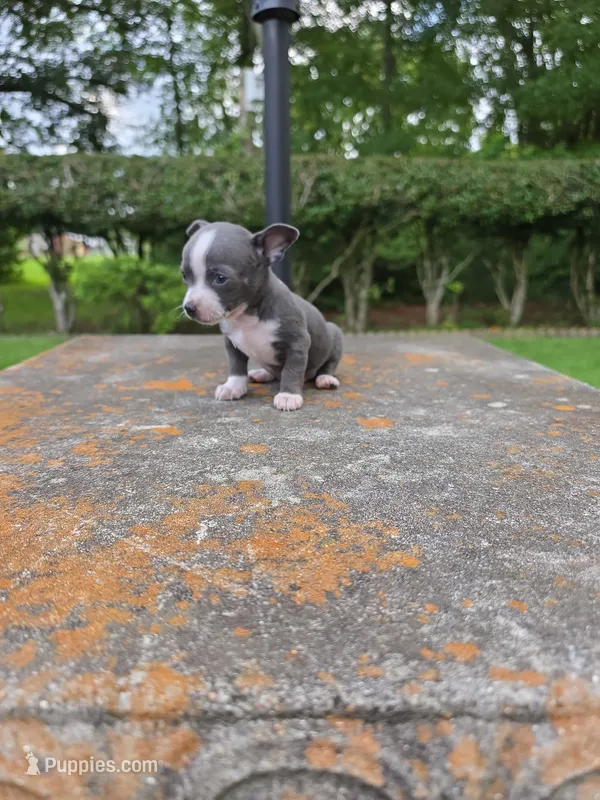 Bandit  – Chihuahua puppy for sale in Mobile, AL
