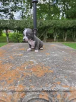 Bandit , a male Chihuahua for sale in Mobile, AL – 1 of 1
