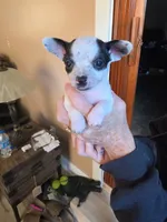 Missy Poo, a female Chihuahua for sale in Mobile, AL – 2 of 3
