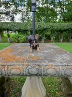 Sasha , a female Chihuahua for sale in Mobile, AL – 2 of 3
