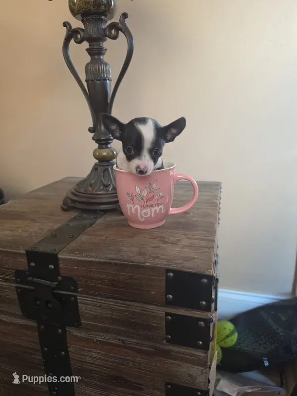 Miss. Panda – Chihuahua puppy for sale in Mobile, AL
