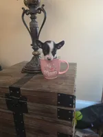 Miss. Panda, a female Chihuahua for sale in Mobile, AL – 1 of 3