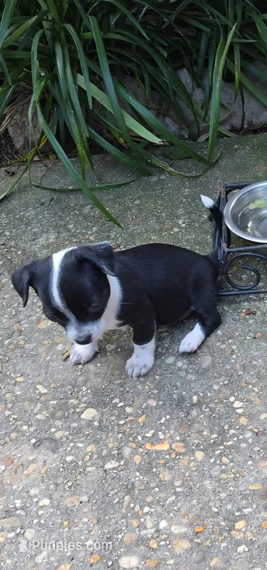 Oreo – Chihuahua puppy for sale in Mobile, AL