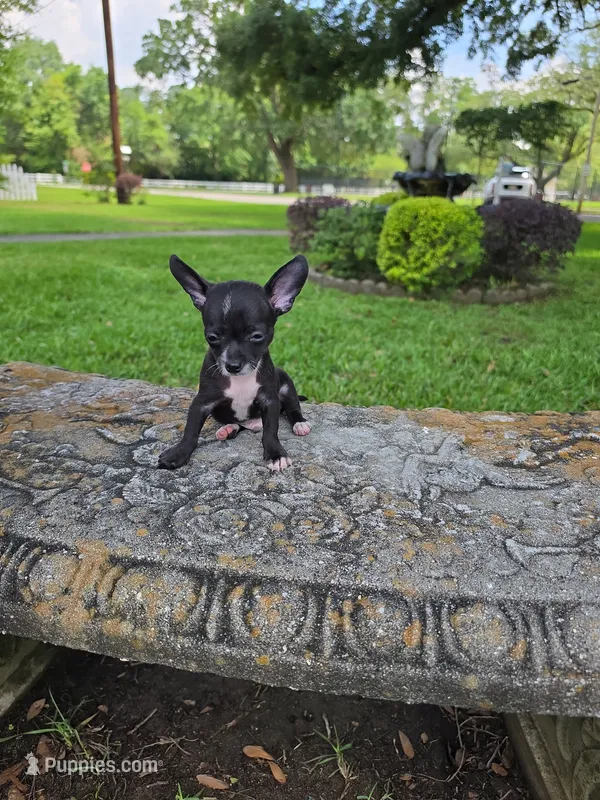 Chester – Chihuahua puppy for sale in Mobile, AL