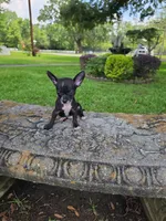 Chester, a male Chihuahua for sale in Mobile, AL – 4 of 5