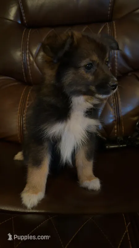Zira – Australian Shepherd, Pomeranian puppy for sale in Mobile, AL