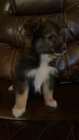 Zira, a female Australian Shepherd and Pomeranian for sale in Mobile, AL – 1 of 1