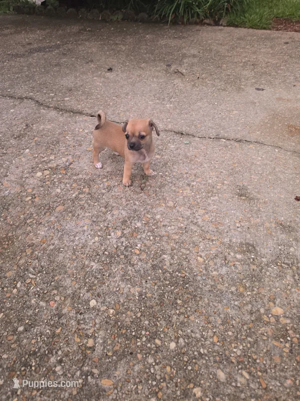Chloe  – Chihuahua puppy for sale in Mobile, AL