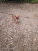 Chloe , a female Chihuahua for sale in Mobile, AL – 1 of 1