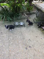 Chester, a male Chihuahua for sale in Mobile, AL – 3 of 5