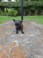 Bug, a male Chihuahua for sale in Mobile, AL – 1 of 1