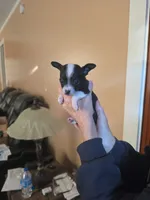 Oreo, a female Chihuahua for sale in Mobile, AL – 2 of 3