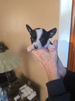 Miss. Panda, a female Chihuahua for sale in Mobile, AL – 2 of 3