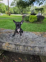 Chester, a male Chihuahua for sale in Mobile, AL – 2 of 5