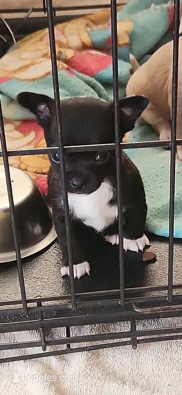 Buzz – Chihuahua puppy for sale in Mobile, AL