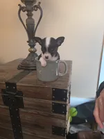 Oreo, a female Chihuahua for sale in Mobile, AL – 1 of 3