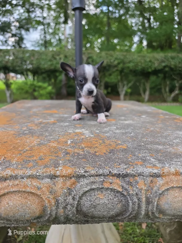 Tom – Chihuahua puppy for sale in Mobile, AL