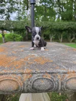 Tom, a male Chihuahua for sale in Mobile, AL – 1 of 1