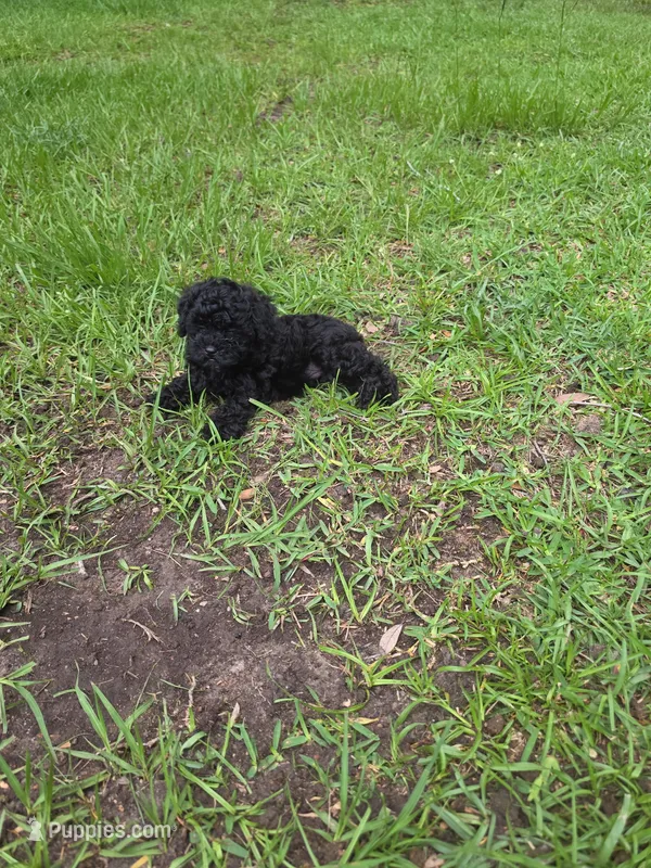 Smokey  – Poodle - Toy  puppy for sale in Mobile, AL