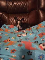 Elvis, a male Chihuahua for sale in Mobile, AL – 2 of 2