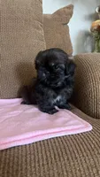 Chikita, a female Shih Tzu for sale in McGregor, TX – 2 of 2
