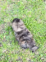 Cooper, a male Shih Tzu for sale in McGregor, TX – 2 of 2