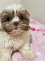 Mari, a female Shih Tzu for sale in McGregor, TX – 1 of 2