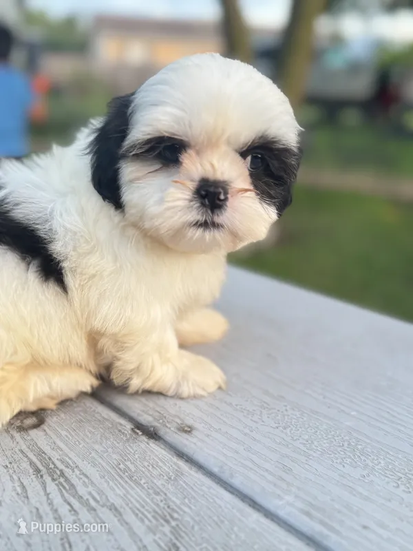 Jay – Shih Tzu puppy for sale in McGregor, TX