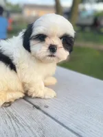 Jay, a male Shih Tzu for sale in McGregor, TX – 1 of 2