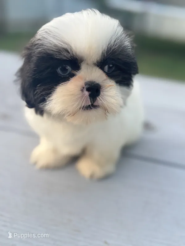 Violet – Shih Tzu puppy for sale in McGregor, TX
