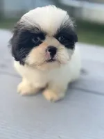 Violet, a female Shih Tzu for sale in McGregor, TX – 1 of 2