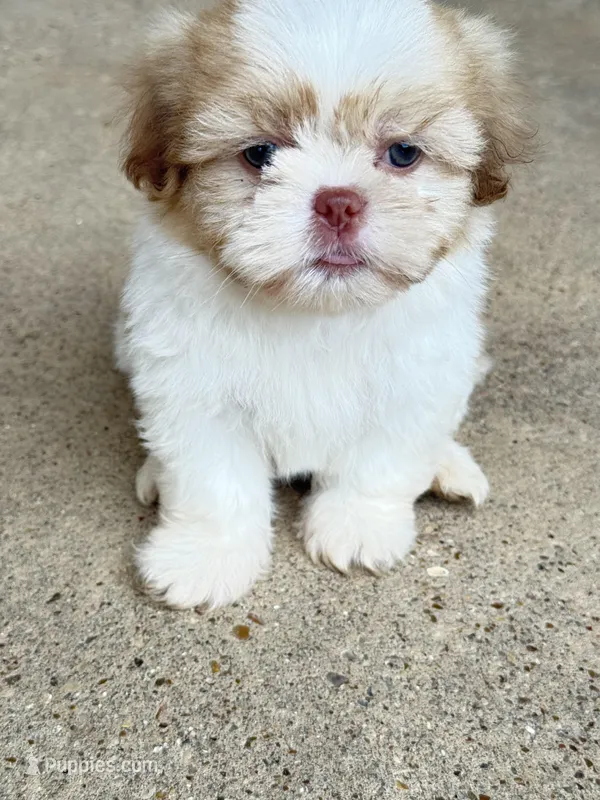 Coco, a male Shih Tzu for sale in McGregor, TX – Photo 1 of 2