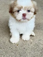 Coco, a male Shih Tzu for sale in McGregor, TX – Photo 1 of 2