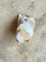 Coco, a male Shih Tzu for sale in McGregor, TX – Photo 2 of 2