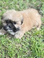 Ollie, a male Shih Tzu for sale in McGregor, TX – 1 of 2