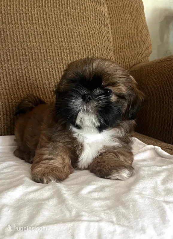 Chico – Shih Tzu puppy for sale in McGregor, TX