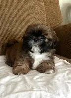 Chico, a male Shih Tzu for sale in McGregor, TX – 1 of 2