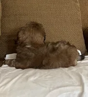Chico, a male Shih Tzu for sale in McGregor, TX – 2 of 2