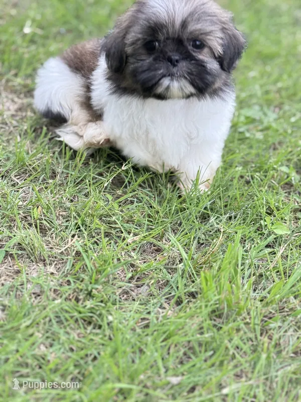 Iris – Shih Tzu puppy for sale in McGregor, TX