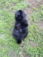Maggie, a female Shih Tzu for sale in McGregor, TX – 2 of 2