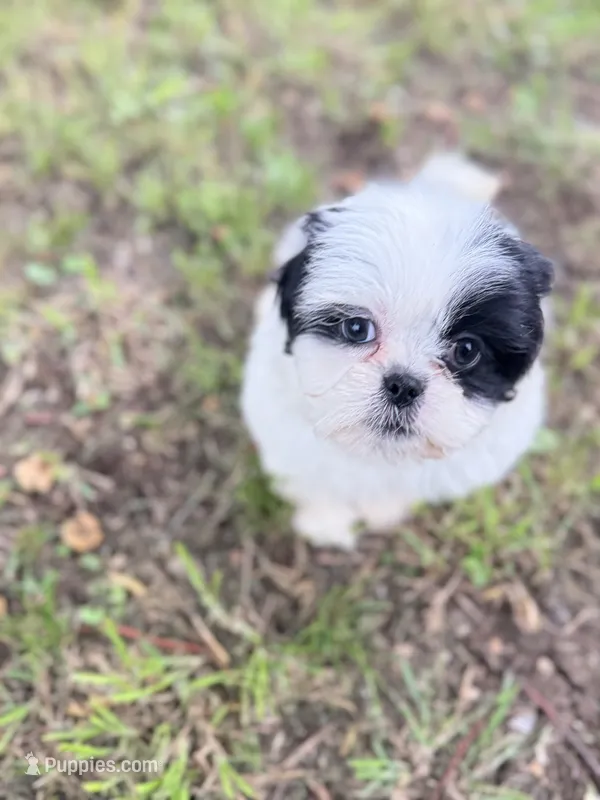 Charlie – Shih Tzu puppy for sale in McGregor, TX