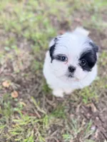 Charlie, a male Shih Tzu for sale in McGregor, TX – 1 of 2