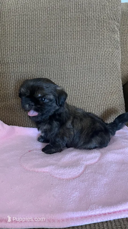 Chikita – Shih Tzu puppy for sale in McGregor, TX