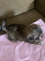 Cary, a female Shih Tzu for sale in McGregor, TX – 2 of 2