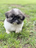Iris, a female Shih Tzu for sale in McGregor, TX – 2 of 2