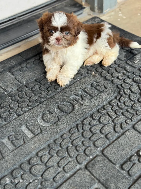 Blue, a male Shih Tzu for sale in McGregor, TX – Photo 1 of 2