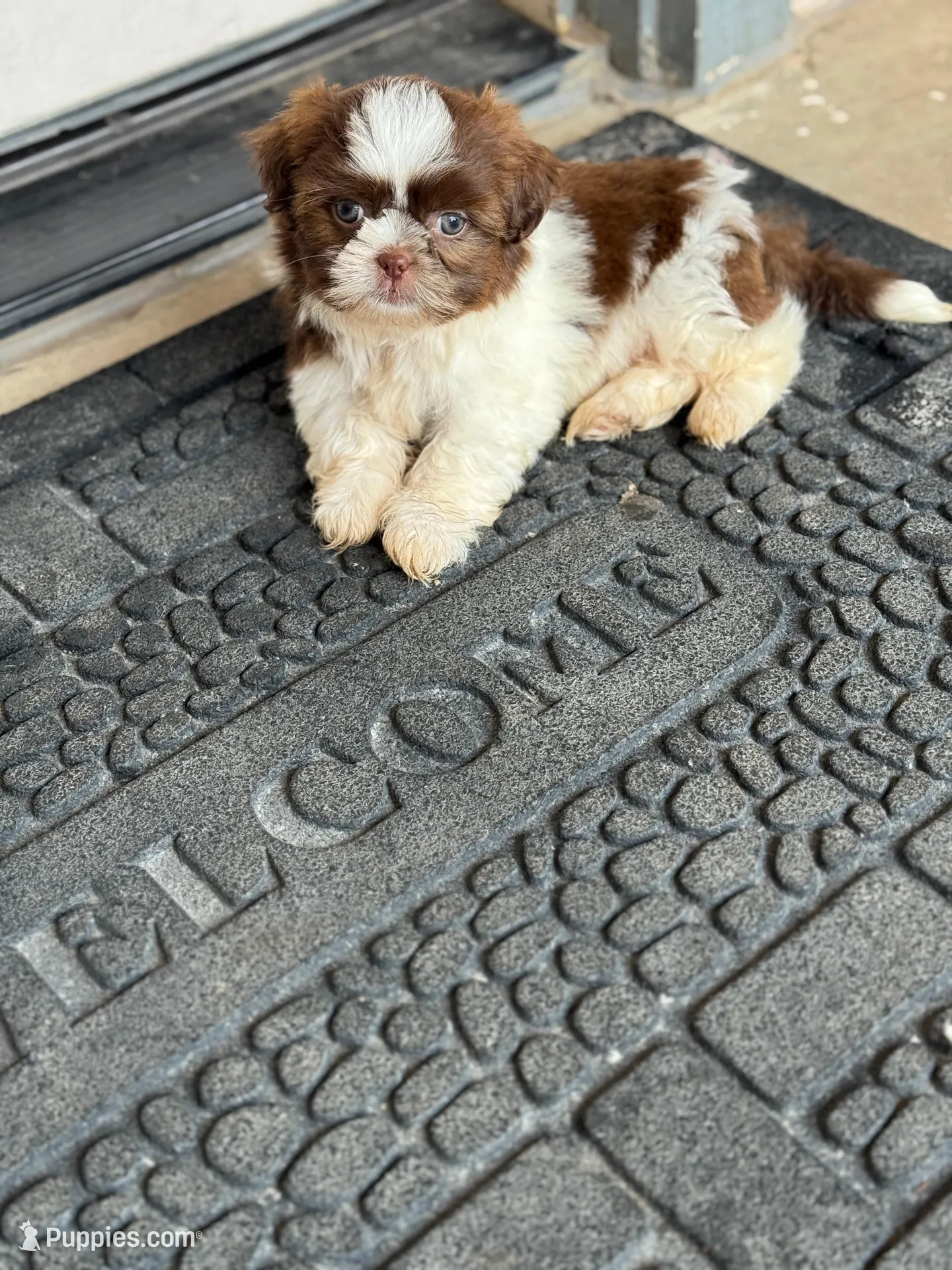 Blue, a male Shih Tzu for sale in McGregor, TX – Photo 1 of 2