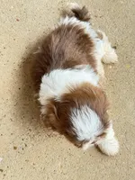 Blue, a male Shih Tzu for sale in McGregor, TX – Photo 2 of 2