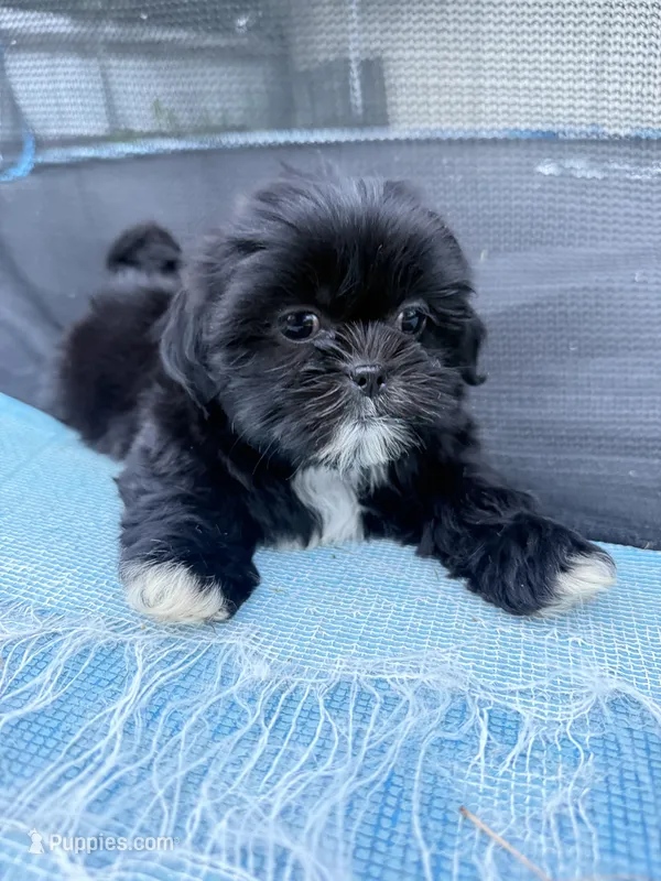 Maggie – Shih Tzu puppy for sale in McGregor, TX