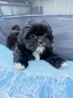 Maggie, a female Shih Tzu for sale in McGregor, TX – 1 of 2